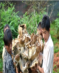 一声惊雷话野菌