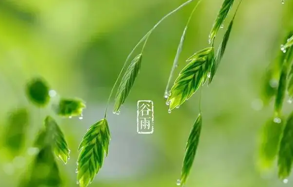 【菊韵】谷雨（外一篇）