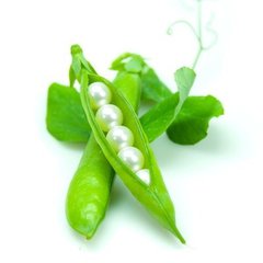 最后一片落叶（记叙文）