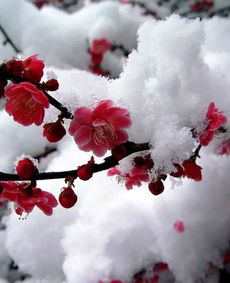 【八一】踏雪寻梅（外四首·家园）