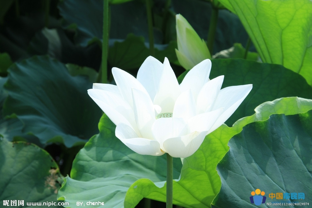【丁香青春】一朵白莲（组诗）
