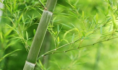 【荷塘“PK大奖赛”】我爱竹子（散文）