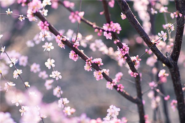 【丁香花开】葳蕤春词（古韵六阙）