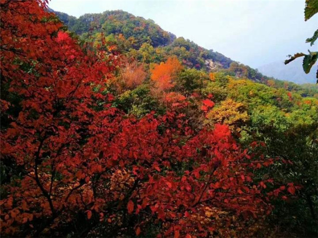【书香】北国枫红看秋山（散文）