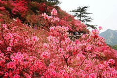 【神舟·神采飞扬】花开的日子（情感小说）