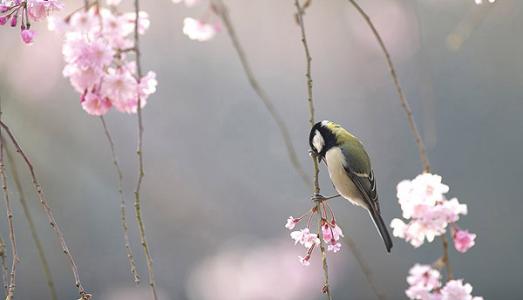 【歌词】情为何物