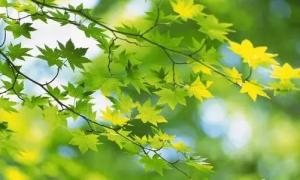 【八一】房子（外五首）