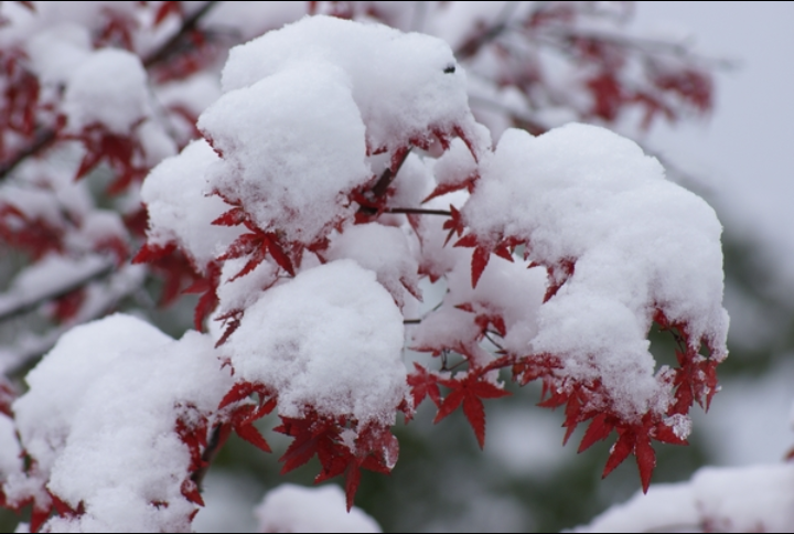 【八一】等雪（外二首·家园）