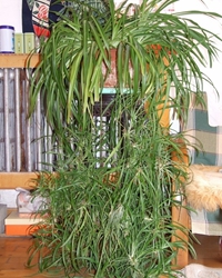 复活的吊兰