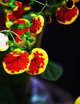 【流年】那个呼唤荷包花儿的女子走了（散文）