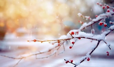 【东篱】落雪（散文）