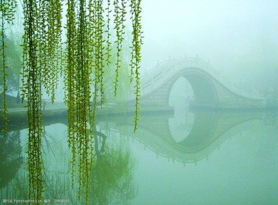 【宁静】顺河看柳（散文）