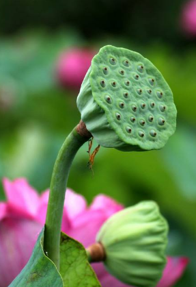 【流年· 那年花开月正圆】莲菜（征文·散文）