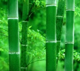 【晓荷•人世间】居有竹（散文）