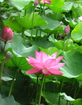【丁香】【护花使者】清明时节忆奶奶（散文）