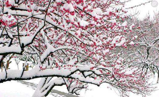 【凤凰·舞】雪飏春声，情到深处恨语浅（散文）