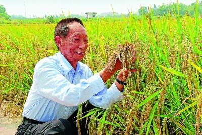 【摆渡】杂交水稻之父袁隆平墓志铭（散文）