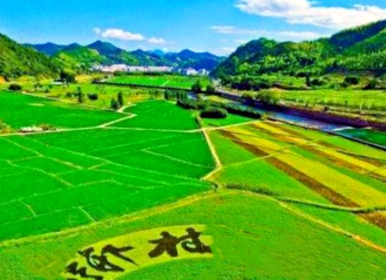 【天涯】五月青黄不接（诗歌）
