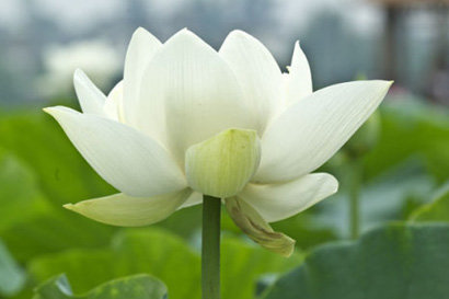 【丁香花语】文学也要“六根清净”（散文）