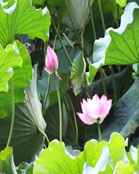 清幽夏季绽放的荷（散文）
