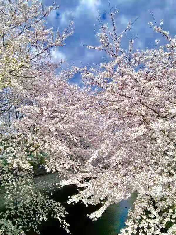 【晓荷】三月的樱花（诗歌）