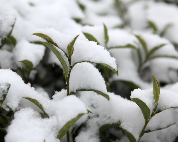 【流年·雪】与雪相约 （征文·散文）