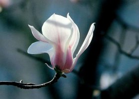 【时光】春终临（散文）