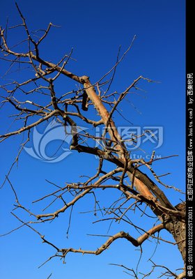 【八一】冬天的残枝（外四首）