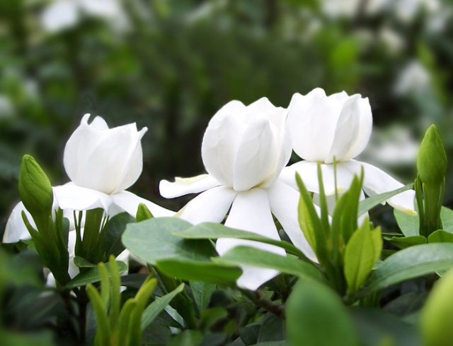 【丁香花语】栀子花开，时光不老（散文）