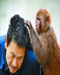 虱说