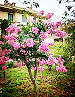 【东篱•追】小院之春（散文）