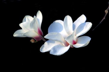 【萌芽春天】陇南的春天开满了花（现代诗两首）