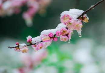 【东篱】红雪（散文）