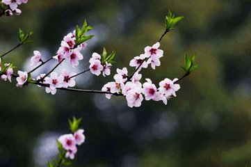 【流年】桃花依旧（绝句小说四篇）