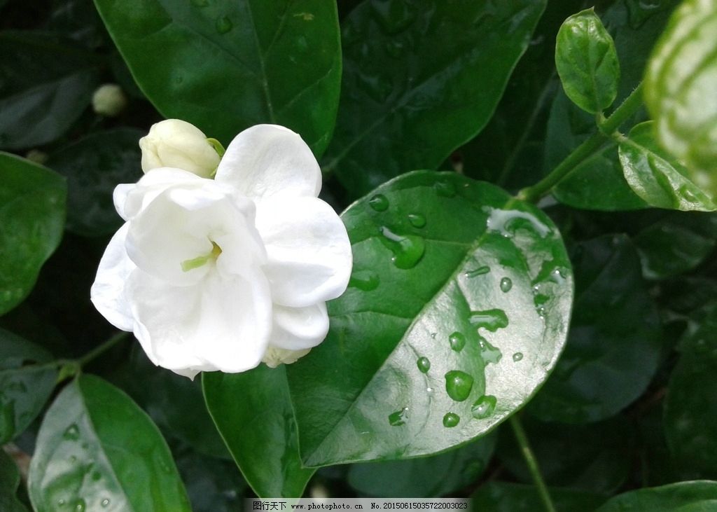 【晓荷·遇见】茉莉花香（散文）