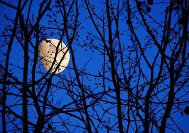 【丹枫】月夜散步（随笔）