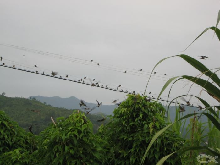 盛夏的牵挂（散文）