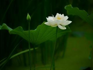 【八一】心语心愿（散文组章）