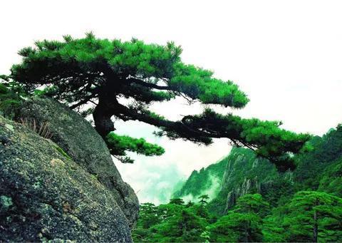 【摆渡】爷爷您先走（散文）