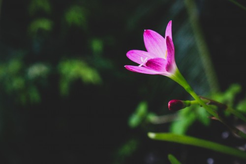 【八一】一朵花（组诗）