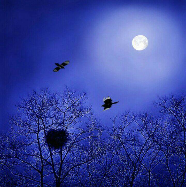 【八一】望夜空（外二首·家园）