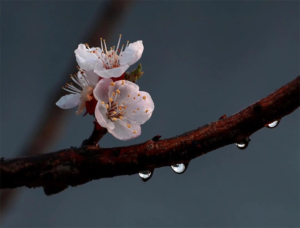 【宁静·韵】杏花微雨（散文）