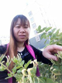【天涯】初夏的金银花（散文）