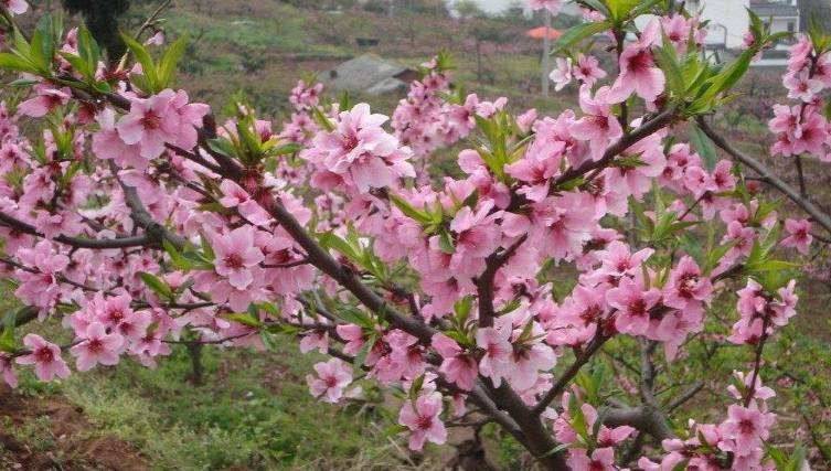 【八一】桃花深深，任逍遥（散文）