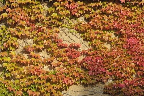 【八一】地锦红似二月花（散文）