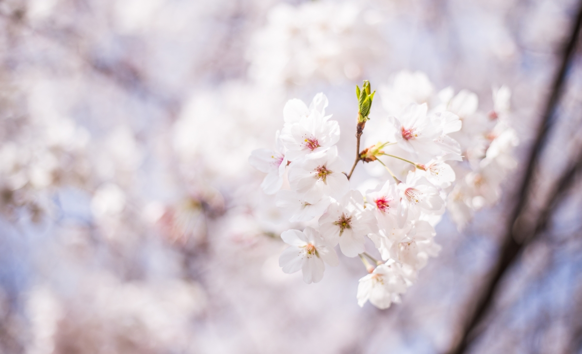 【文璞 】花朝（散文）