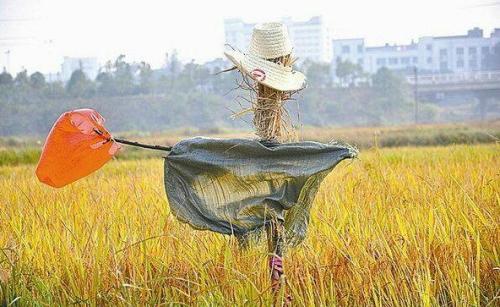 【丹枫】稻草人（外三首）