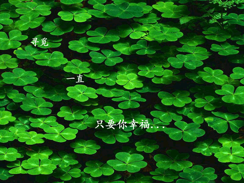 【八一】四叶草（微小说）