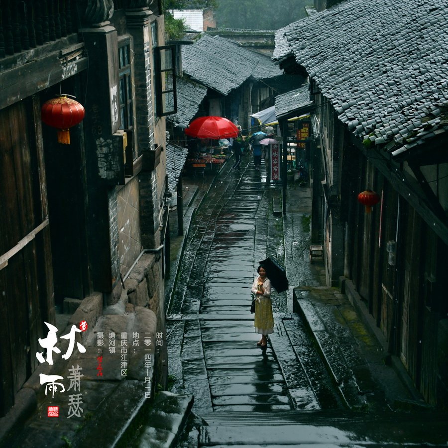 【菊韵】山城两节，秋雨当值（随笔）