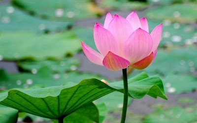 【荷塘“夏日风情”征文】映日荷花别样红（散文）